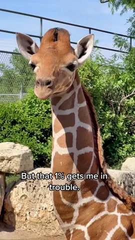 99% Angel 😅 #giraffe #calf #babygiraffe #babyanimals #giraffes #adorable #baby #foryou 