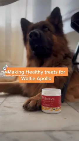Yumm yumm #germsnshepherd #dog #ferapetorganics #ferapets @Fera Pet Organics #yumm #dogtreats #fyp 