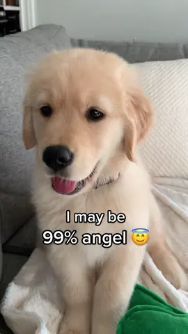 Oopsie 😈🤭 #PetsOfTikTok #dogsoftiktok #puppiesoftiktok #puppy #goldenretriever