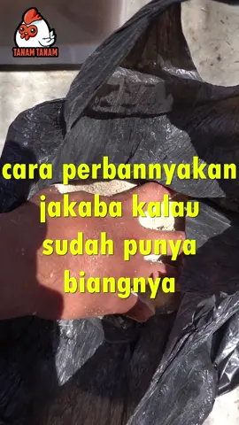 Cara perbanyak Jakaba dengan Biang jakaba Super dari shopee tanam tanam official #jakaba #jamurkeberuntunganabadi #petani #petanimuda #petanimilenial