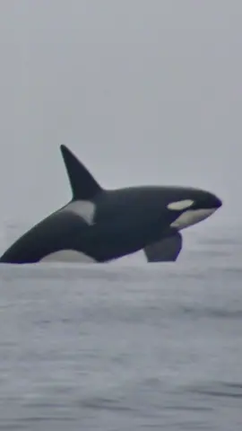 Orcas breachthon. This week we saw many pods of Orcas in Monterey Bay. On their second day in the bay the pod breached celebrating every time they got prey.  📸: @cameralize_me  #whalewatching #whale #tail #breach #jump #fly #low #news #media #lunges #wildlife  #montereycalifornia #orca #kw #sunset #boat #orcas #blackfish 
