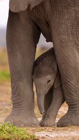 Precious 🥺🐘#elephant #babyelephants #elephants #elephant🐘 #animals #cuteanimals #wildlife #wildlifeconservation #africanwildlife #animalsofafrica #africa #elephantlover #elephantsoftiktok