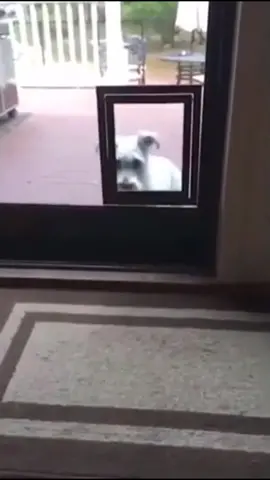 dog runs through the door fail #dog #fail #funny #pats #door   | Created by:  winry esforty (https://www.youtube.com/watch?v=AhDaDrm5fS8)