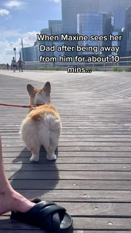 Emotional support human #ReTokforNature #dogdad #dogsoftiktok #trendalert