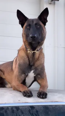 So damn handsome 😍 #belgianmalinois #protectiondog #dogsofttiktok #malinoisoftiktok #k9 #DogTraining #steel #dog #fy #bestfriend #iloveyou