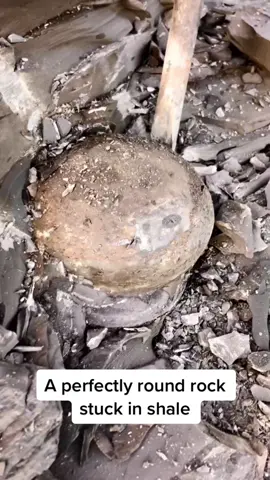 Here’s a mouthwatering Jurassic ammonite me and my brother cracked open! 🤯😍 The ammonite openings don’t get much better than this one! The beautiful sea creature hidden in the nodule is an Eleganticeras Ammonite and is 185 million years old! For more videos, check out our YouTube channel ‘Yorkshire.Fossils’! If anyone would like a rock containing a fossil to crack open yourself at home, or an already prepared specimen, please message the page directly or visit our website yorkshirefossils.NET (link in bio) 🦕 Thank you in advance for supporting our page! 🐊 #fyp #natural #nature #fossil #fossils #ancient #animals #art #ammonite #ammonites #dinosaur #scientist  #minerals #paleontology #whitby #geologist #dorset #geology #charmouth #jurassic #yorkshire