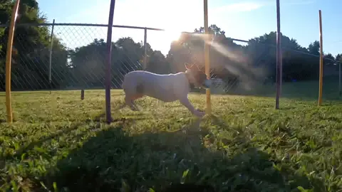 A gorgeous morning for some agility fun #agility #agilitydog #dogagility #dogagilitytraining #jackrussell #jackrussellterrier #dogsport #gopro #goprodog 