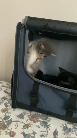 he got the zoomies #fyp #foryou #moots #mutuals #dingus #dingusforpresident #kitten #cats #babykitten #stupidcat 