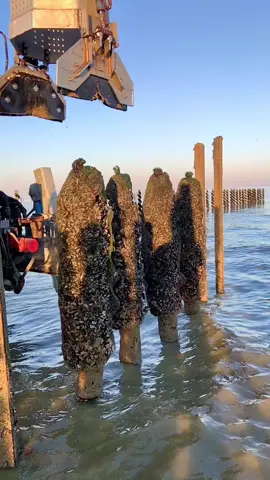 #pourtoi #mussel #baiedesomme  