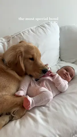 🥹😭🤍 #fyp #goldenretriever #goldenretrieverlife #babydog #babyanddog #babylove #babyanddoglove #bestfriend #BestFriends #momtok #ReTokforNature