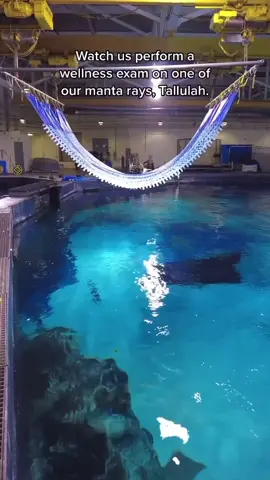 #part1 of Tallulah’s annual wellness exam. 🩺