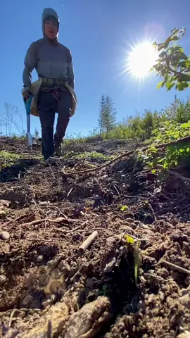 Tree planting for a living 🌲 #fyp #foryou #foryoupage #treeplanting #treeplanter #tree #trees #plantingtrees #plantertok 