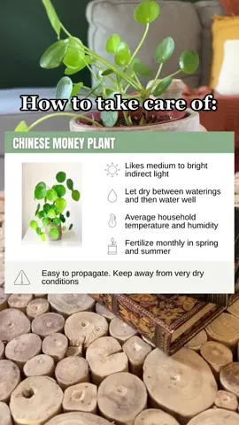 Save for later & follow for more 🫶🌿                    #plants #plantsoftiktok #plantmom #plant #plantcollection #plantmom #plantlife #PlantLover #plantlove #plantsmakepeoplehappy #plantcommunity #plantas #plantlady #plantgang #plantaddict #planttiktok #PlantTok