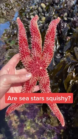 Reply to @aboquin what else do you want to know about sea stars? 🤓 #seastar #starfish #echinoderm #squishy #LearnOnTikTok #stem #fyp
