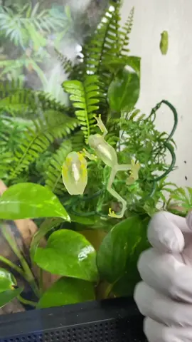 Here are a few of my Northern glass or Fleischmann's glass frogs (Hyalinobatrachium fleischmanni). Glass frogs are amazing little amphibians! These beautiful frogs get their common name due to the transparency of their skin. Although this varies between species (there are several different kinds of glass frog), some glass frogs are so see through you can actually see their bones, and organs! Checkout all the little frog hearts beating! This trait helps them blend into their surroundings incredibly well. Imagine a see-through frog sleeping on a leaf… You’d have a hard time spotting it! 🐸🌿👀✨! • #frog #viral #animals #foryou #amphibian #pet #reptile #Science #wildlife #glassfrog #cute #magic #scifi