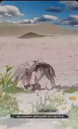 #خالد_البريك #جديد #الرياض #الافلاج #اكسبلور #الدوسر #اكسبلورر #السعوديه