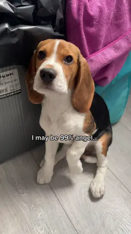 When you’re so hungry, you get the shakes 😂 #dogsoftiktok #dog #beagle #beaglesoftiktok #beaglepuppy 