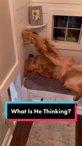 His life is pretty simple… #dog #dogs #goldenretriever 