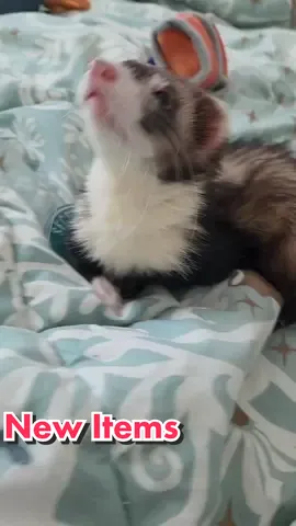 Shop Update! 🧇💖🌶🍗 (Link in profile) #nuggettheferret #ferrets #ferret #ferretsoftiktok #wholesome #teamvvaffles #wafflestheferret #VushaVusha #vvaffles #secretvoupies #teamnugget
