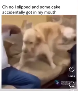 #cake #goldenretriever