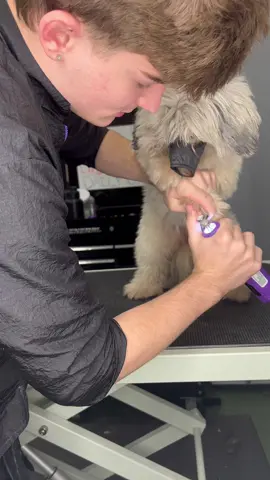 #doggrooming #shihtzu #dogsbylogan