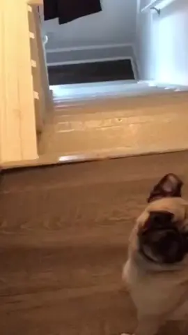 Fail 😬 #fyp #fy #fail #dog #funny #memes #viral #fypシ 