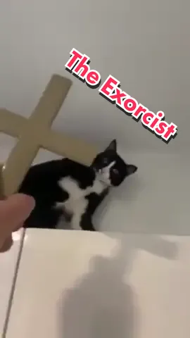 #catlover #gat #exorcism #possessed #posesion #demons #cross #exorsit #attitude #mood