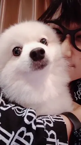 หมั่นเขี้ยวจริงๆ 555 #pomeranian #น้องหมา #หมาปอม #ปอมเมอเรเนียน #หมาน่ารัก #หมา #น้องหมาน่ารัก #tarnsoftwhip