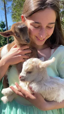Meet Moonbi and Paisley!! 🐐🌙 #goats #goatsoftiktok #cottagecore #cottagecoreaesthetic 