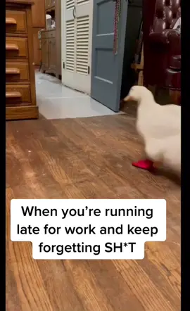 #work #late #forgetful #always #doyou #fyp #foryoupage #foryou #funny #meme @Ausra Zernyte #duck #runing 