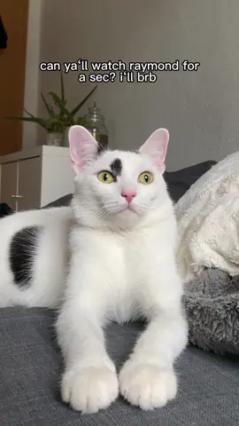 thanks guys #catsoftiktok #cattok #foryou