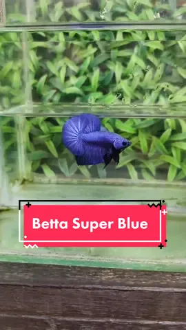 Betta Super Blue #dongquechannel #bettafish