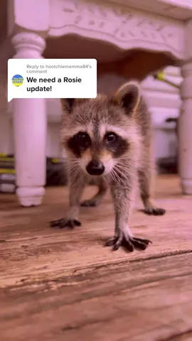 Replying to @hootchiemamma84 update on our girl Rosie! 💜 #rescue #reha #raccoon #disability #happy 
