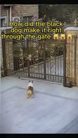 Unbelievable #dog#puppy#amazing#fyp#foryou#meme