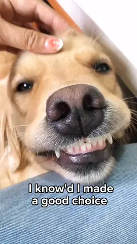 🧡🧡🧡#dog #dogsoftiktok #bestfriend #goldenretriever #fyp