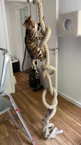 Das Seil hängt 🐆 #bengalkatze #cats #kletterseil #fyp 
