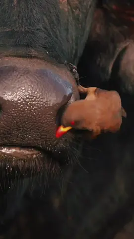 #biirdsoftiktok #africa #buffalo #slime #goeey #snug #oxpeckerbird