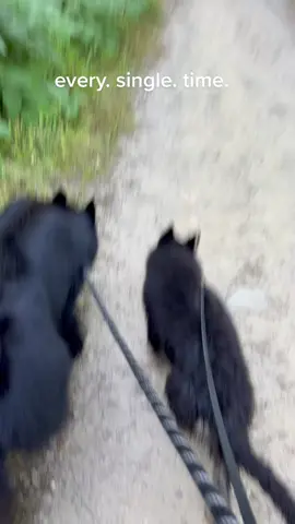 #dogwalk #hotgirlwalk #puppy #walk #gsd