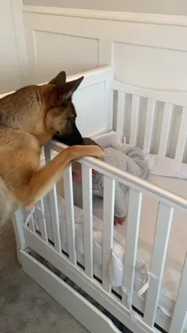 👶🏻🐶 #babyanddog #babyandgsd #babyanddoglove #BestFriends #cuteness #baby #dog #germanshepherd 