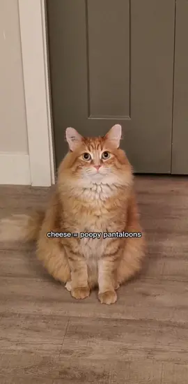 He's a foodie with a sensitive stomach #catsoftiktok #foryourpage