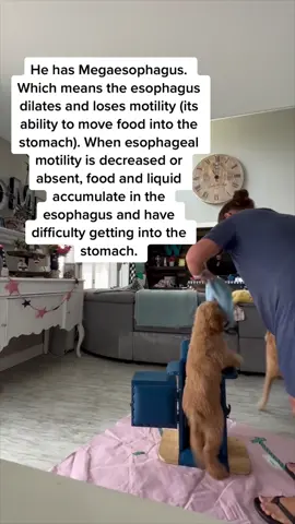 My wife Kimberly started The Be Like Josh Foundation along with her amazing team that do incredible work! I will be sharing more about all of them and the work they do. And a shoutout to all the fosters, transporters, donors, and followers! This wouldn’t be possible without you! Kimberly runs @joshthedoodle pages here and on IG. 