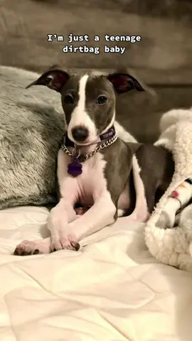 rawr XD #teenagedirtbag #iggy #italiangreyhound 