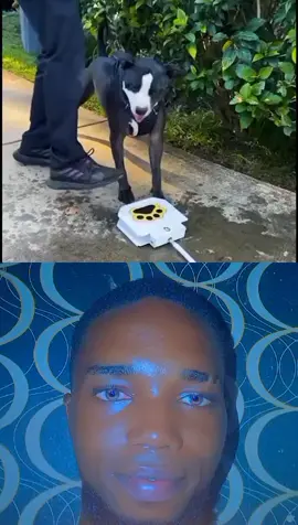 #duet with @funny_v.i.p The funniest animals you have ever seen 😂.#fypシ #fypシ゚viral #trending #funnycats #funnyvideos #funnydogs #funnyanimals