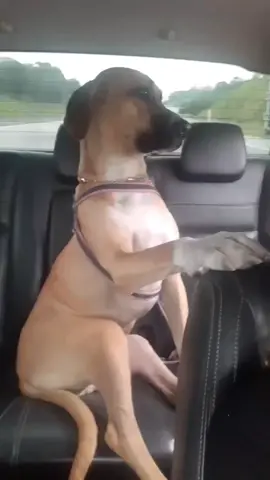 olha a elegância 😂😂 #cachorro #pet #dog