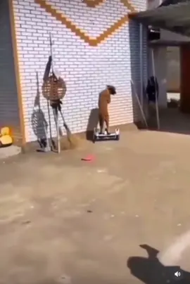 He rode better than me.. until he crashed  😂 #dog #scooter #fyp