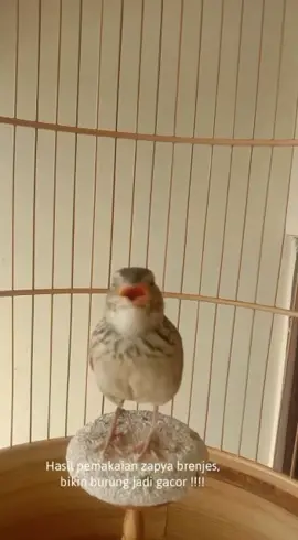 Vitamin Branjangan Rajin Bunyi#burungbranjangan burungbranjangan#branjanganmania #branjanganjavanica #branjangangacor #vitaminbranjangan