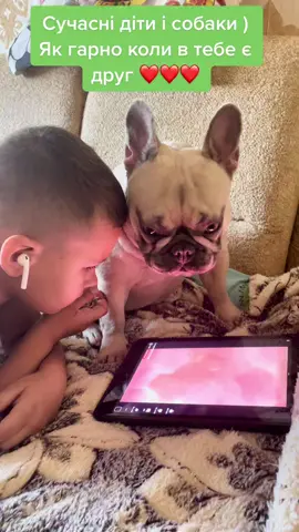 #frenchie #frenchbulldog#французькийбульдог #lady_bulldogs #olga_frenchie_bulldogs #моятіктокродина #frenchiepuppylove