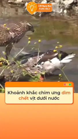 Chim ưng dìm chết vịt rồi ăn thịt #tiktoknews #thegioidongvat #dongvat #fyp #foryoupage #vnnnfunfact #vnnn #khampha