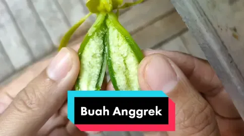 Belah duren ❌ belah anggrek ✅  ternyata seperti ini ya dalemnya buah anggrek. bijinya kecil bangeet. kayak butiran debu hihii. dalam satu buah anggrek ada lebih dari seribu biji anggrek, kalau kita tebar pakai kultur jaringan bisa jadi berapa banyak yaaa?? #anggrek #bungaanggrek #buahanggrek #benihanggrek #kulturjaringananggrek #tipsmerawatanggrek #semuatentanganggrek #belajaranggrek #tanamananggrek #orchidculture #orchid #orchidworld #wonderfulindonesia