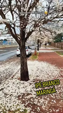#maringa #ipebranco #ipe #flores #arvores #paisagens #natureza #parana #sul #suldobrasil #paisagensnosul #maringaparana vídeo de @dirce.yoko
